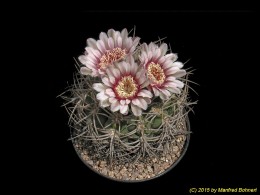 Gymnocalycium cardenasianum 211